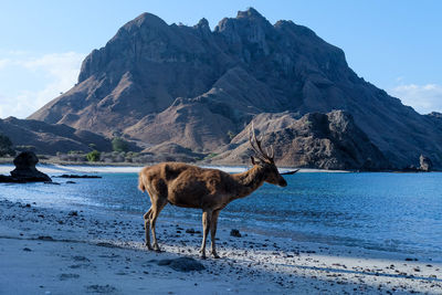 Padar island, komodo, indonesia