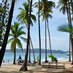 Palm trees at seaside