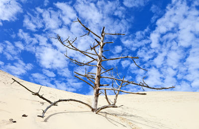 Low angle view of bare tree against sky