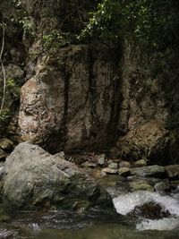 Rocks and trees in forest