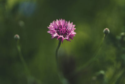 Close-up of pink flowering plant