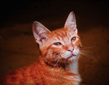 Close-up of cat