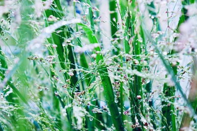 Close-up of flowering plants on field