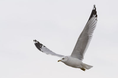 Close-up of seagull flying against sky