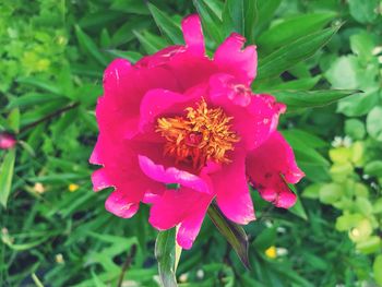 Close-up of pink rose flower in park