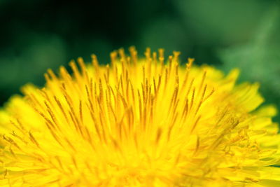 Close-up of yellow flowering plant