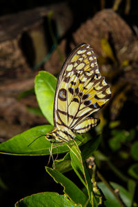 Close-up of butterfly on leaf