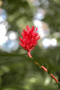 Close-up of red flower