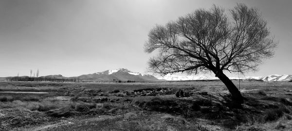 Bare trees on field against sky