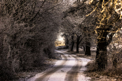 Road amidst trees in forest