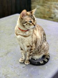 Close-up of tabby sitting on floor