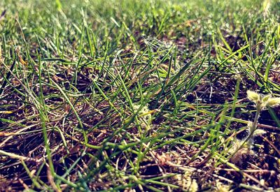 High angle view of grass growing on field