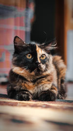 Close-up of cat sitting outdoors