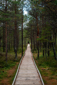 View of footpath amidst trees in forest