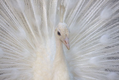 Close-up of white peacock 