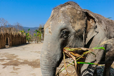 Close-up of elephant against clear sky