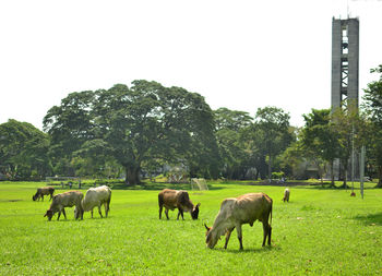 Horses in a field