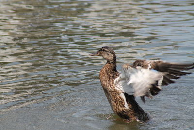 Female mallard duck flapping wings in lake