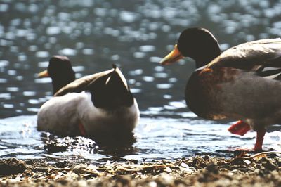 Close-up of ducks swimming in lake