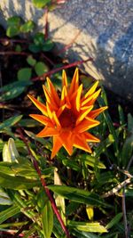 Close-up of flower blooming outdoors