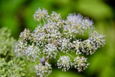 Close-up of white flowering plant