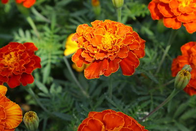 Close-up of red marigold flowers in park