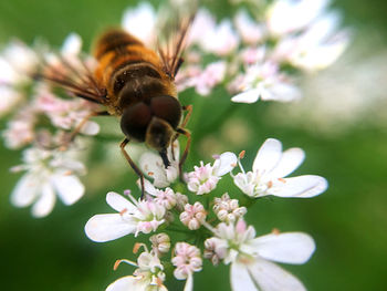 Bee enjoying the juice of flower