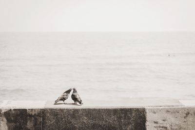 Seagull on a sea