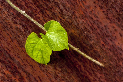 Close-up of green leaf on plant