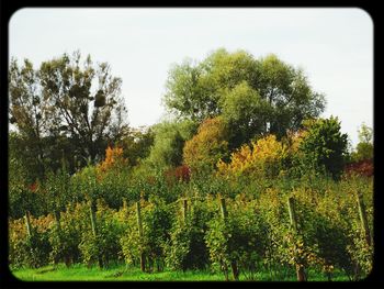 Scenic view of trees against sky