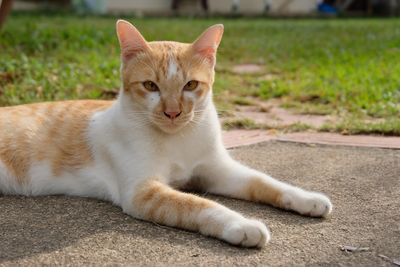 Portrait of cat lying down