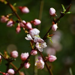 Close-up of pink cherry blossoms