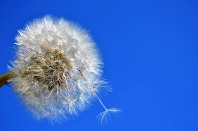 Close-up of dandelion against blue sky