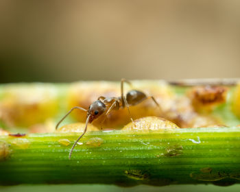 Close up of an ant and scale insects on a leaf.