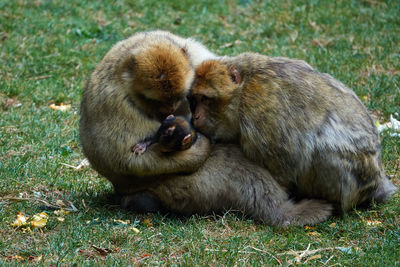 Close-up of monkeys sitting on field