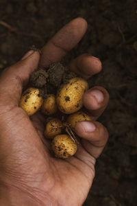 Bunch of small potatoes on man hand .