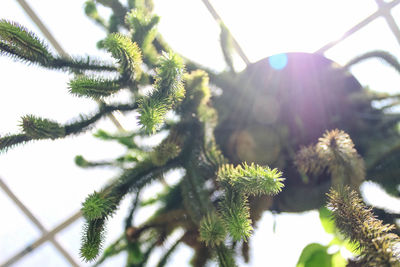 Low angle view of tree branch