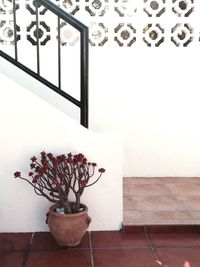 Close-up of potted plant on table at home