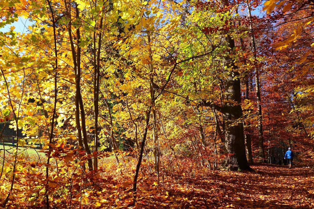 SCENIC VIEW OF FOREST DURING AUTUMN