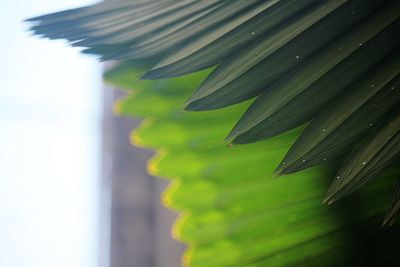 Close-up of palm leaves