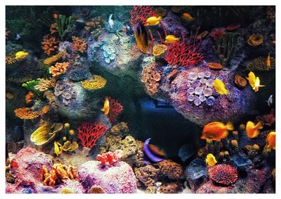 Close-up of fish swimming in aquarium