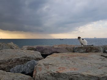 Sheep sitting on rock by sea against sky