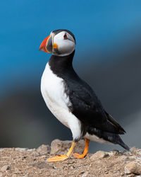 Close-up of bird perching on rock