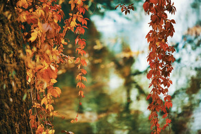 Close-up of autumn leaves hanging on tree