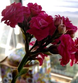 Close-up of pink flowers blooming outdoors