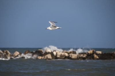 Seagull flying over sea against sky