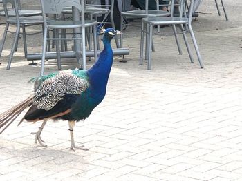 Side view of a peacock on footpath