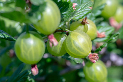Close-up of fruits growing on tree