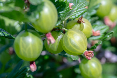 Close-up of fruits growing on tree