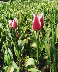 Close-up of red tulips blooming in field